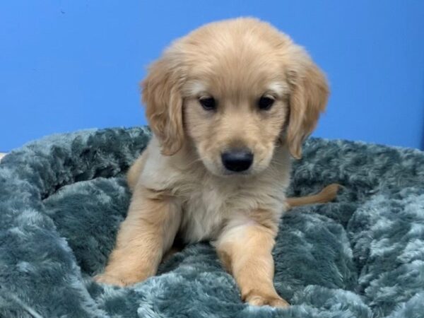 Golden Retriever DOG Female Golden 19818 Petland Batavia, Illinois