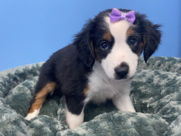 Miniature Australian Shepherd DOG Female Black and Tan ,White Markings 19813 Petland Batavia, Illinois