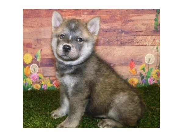 Chowsky-DOG-Male-Sable-20046-Petland Batavia, Illinois