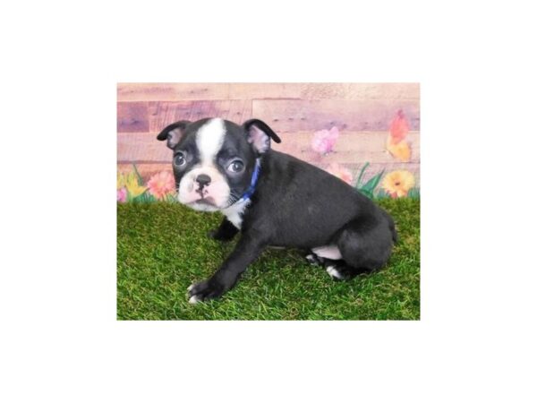 Boston Terrier DOG Male Black / White 20041 Petland Batavia, Illinois