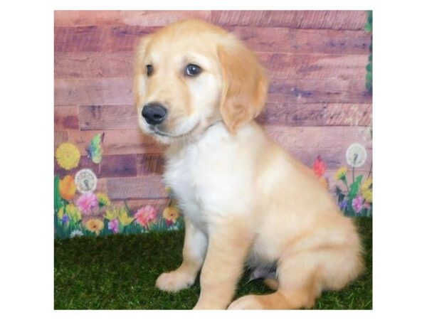 Golden Retriever DOG Male Golden 20039 Petland Batavia, Illinois