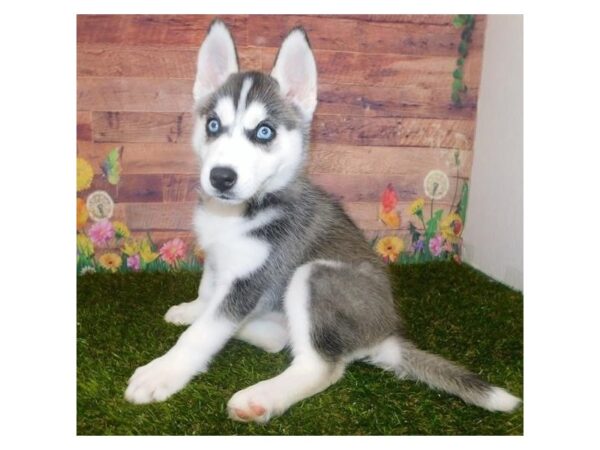 Siberian Husky DOG Female Black / White 20043 Petland Batavia, Illinois