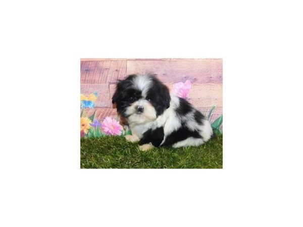 Shih Tzu DOG Female Black / White 20042 Petland Batavia, Illinois