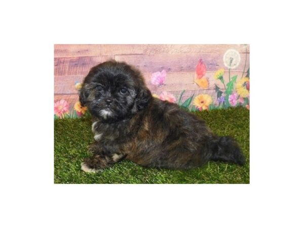 Shih-Poo DOG Male Brindle 20045 Petland Batavia, Illinois