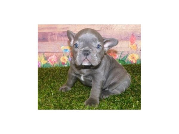 French Bulldog DOG Female Blue 20038 Petland Batavia, Illinois