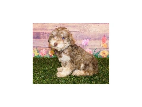 Schnoodle DOG Female Chocolate / Tan 11912 Petland Batavia, Illinois