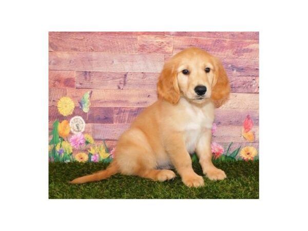 Golden Retriever DOG Male Golden 11908 Petland Batavia, Illinois