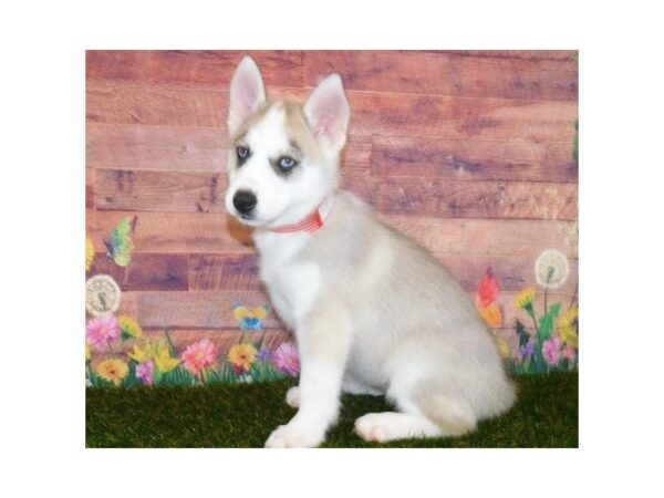 Siberian Husky DOG Female Gray / White 11910 Petland Batavia, Illinois