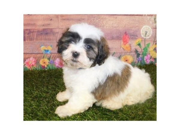 Shih-Poo-DOG-Male-Gold / White-11911-Petland Batavia, Illinois