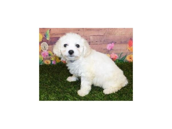 Bichon Frise DOG Female White 11906 Petland Batavia, Illinois