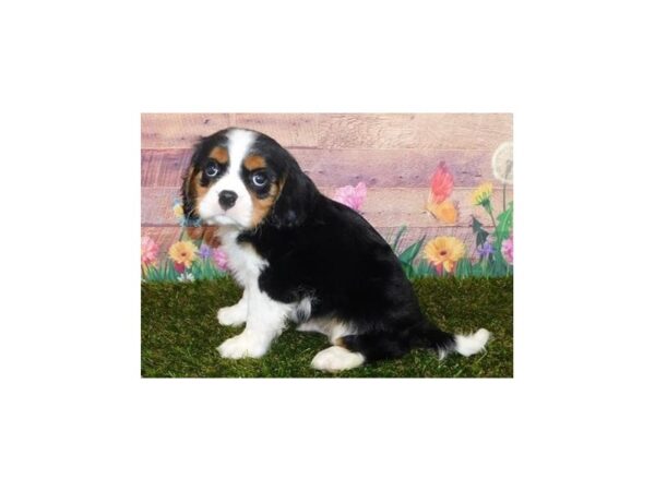 Cavalier King Charles Spaniel DOG Male Black White / Tan 11907 Petland Batavia, Illinois