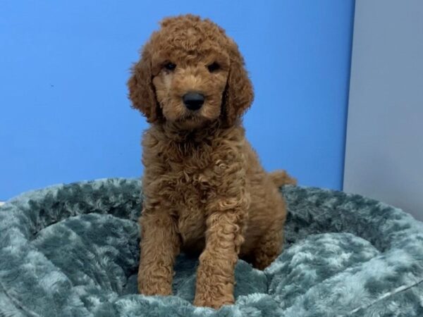 Goldendoodle 2nd Generation DOG Male Red 19817 Petland Batavia, Illinois