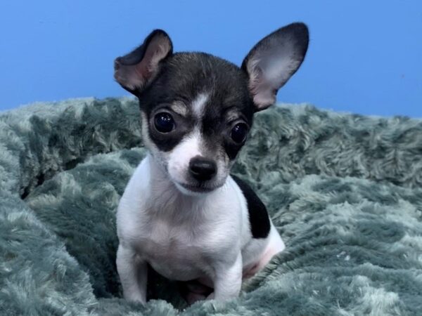 Chihuahua DOG Female Black Spotted on White 19754 Petland Batavia, Illinois