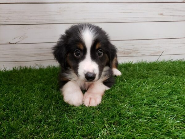 Miniature Australian Shepherd-DOG-Male-Black and Tan ,White Markings-20035-Petland Batavia, Illinois