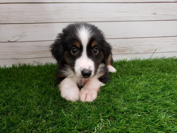 Miniature Australian Shepherd DOG Male Black and Tan ,White Markings 20035 Petland Batavia, Illinois