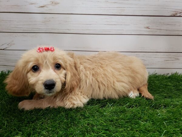 Goldendoodle Mini 2nd Gen DOG Female Golden 20033 Petland Batavia, Illinois