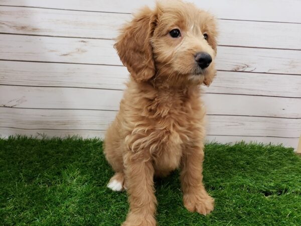 Goldendoodle Mini 2nd Gen-DOG-Male-Golden-20034-Petland Batavia, Illinois