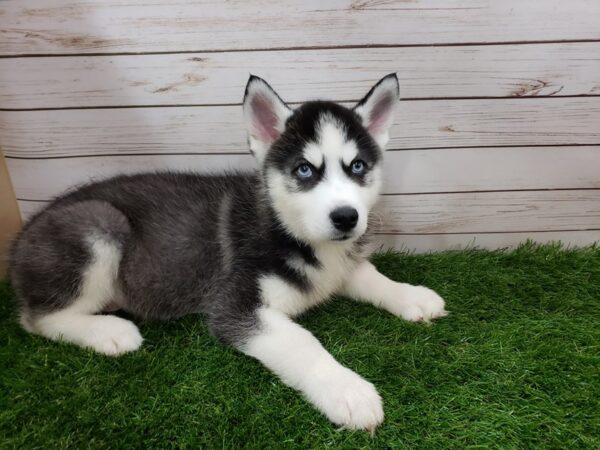 Siberian Husky DOG Male Black and White 20037 Petland Batavia, Illinois