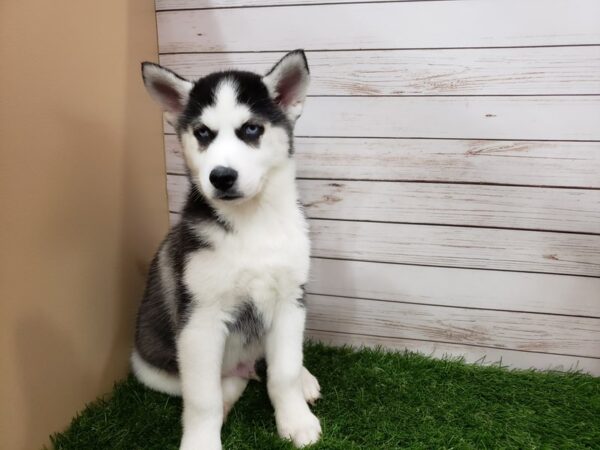 Siberian Husky DOG Male Black and White 20036 Petland Batavia, Illinois