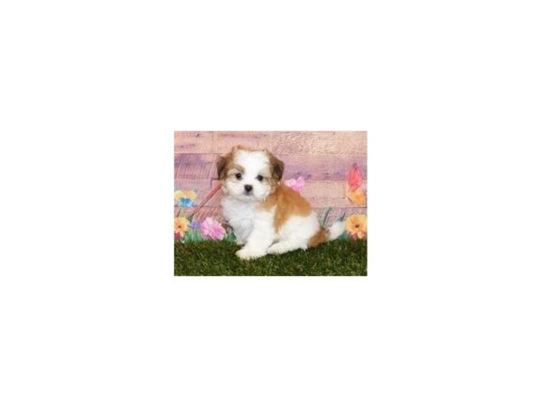 Teddy Bear-DOG-Female-Gold / White-19837-Petland Batavia, Illinois