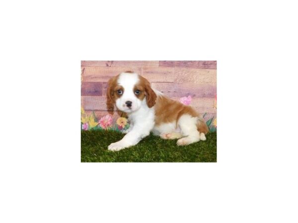 Cavalier King Charles Spaniel DOG Male Blenheim 19840 Petland Batavia, Illinois