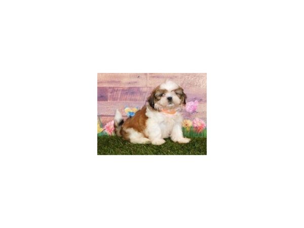 Shih Tzu DOG Male Gold / White 19838 Petland Batavia, Illinois