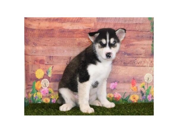 Siberian Husky DOG Male Black / White 11936 Petland Batavia, Illinois