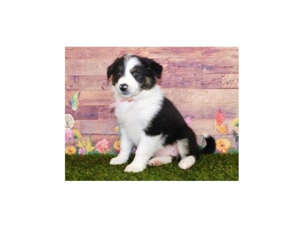 Border Collie DOG Female Black White / Tan 19839 Petland Batavia, Illinois