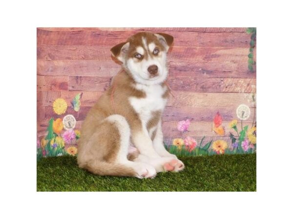 Siberian Husky DOG Male Red / White 11924 Petland Batavia, Illinois