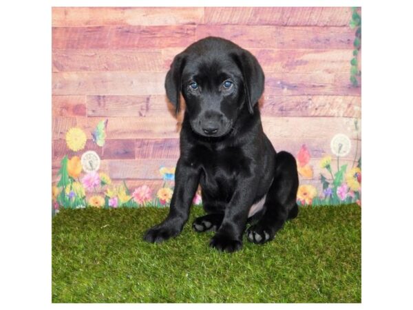 Labrador Retriever DOG Male Black 11921 Petland Batavia, Illinois