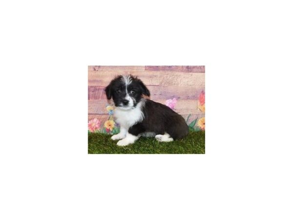 Corgi Poo DOG Female Black / White 19841 Petland Batavia, Illinois