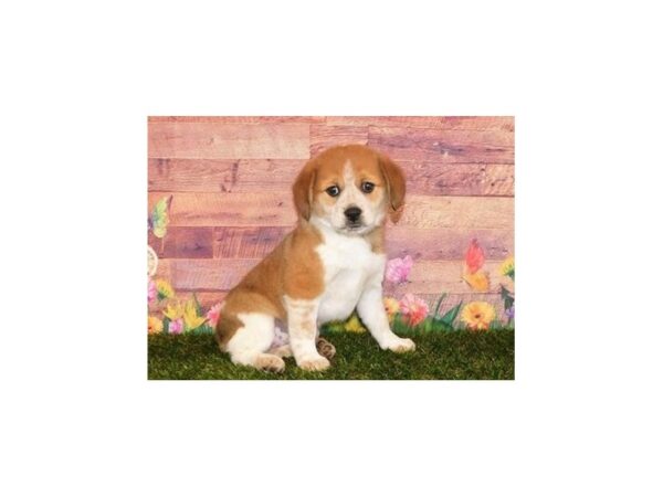 Pom-A-Beagle DOG Male Orange Sable 19843 Petland Batavia, Illinois