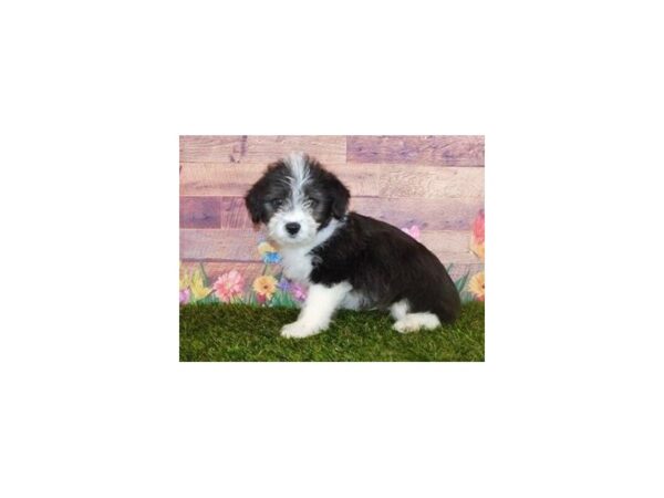 Corgi Poo DOG Male Black / White 11931 Petland Batavia, Illinois