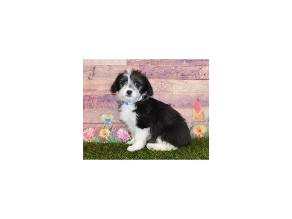 Corgi Poo DOG Female Black / White 11930 Petland Batavia, Illinois