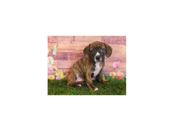 Frengle-DOG-Female-Brindle / White-11926-Petland Batavia, Illinois