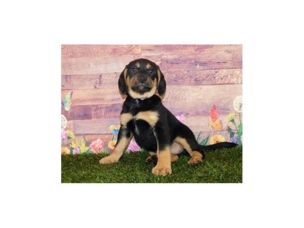 Beagle/Labrador Retriever DOG Male Black / Tan 11928 Petland Batavia, Illinois