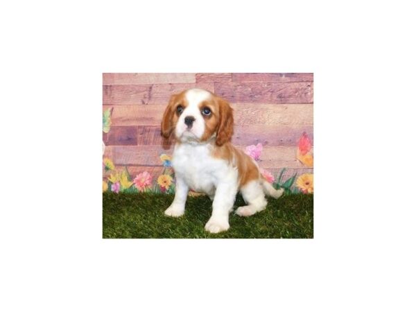 Cavalier King Charles Spaniel DOG Female Blenheim 11918 Petland Batavia, Illinois