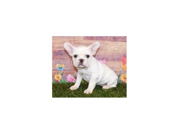 French Bulldog DOG Female Cream 11920 Petland Batavia, Illinois