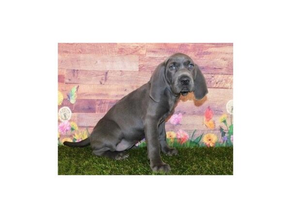 Weimaraner DOG Female Blue 11925 Petland Batavia, Illinois