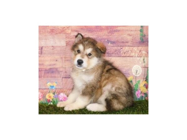 Alaskan Malamute DOG Male Sable / White 11922 Petland Batavia, Illinois