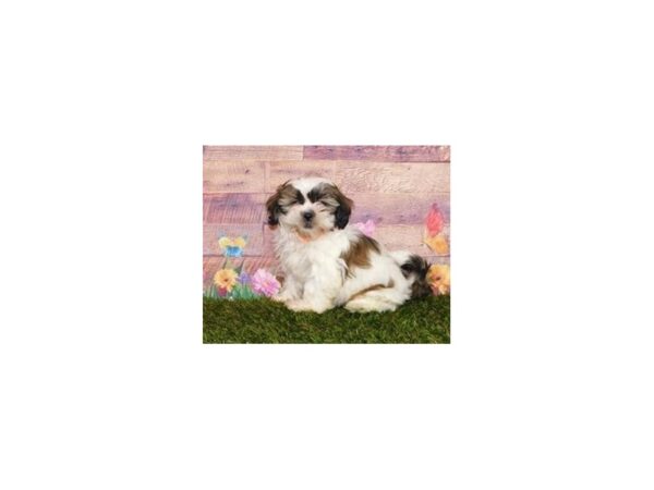 Shih Tzu DOG Female Gold / White 11923 Petland Batavia, Illinois