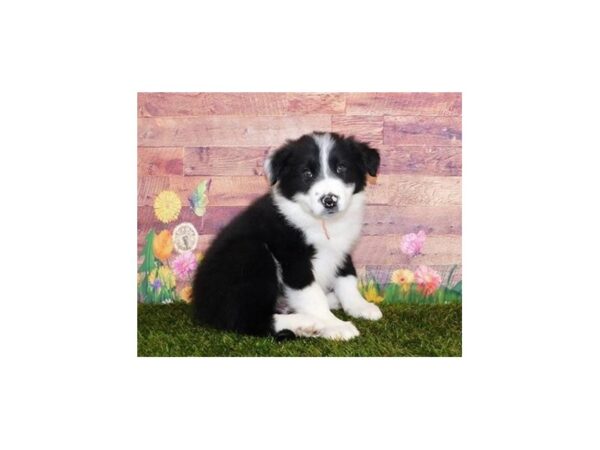 Border Collie DOG Male Black / White 11917 Petland Batavia, Illinois