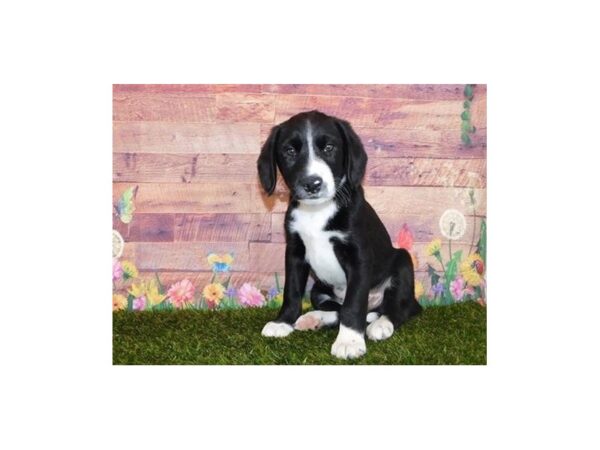 Beagle/Border Collie-DOG-Male-Black / White-11927-Petland Batavia, Illinois