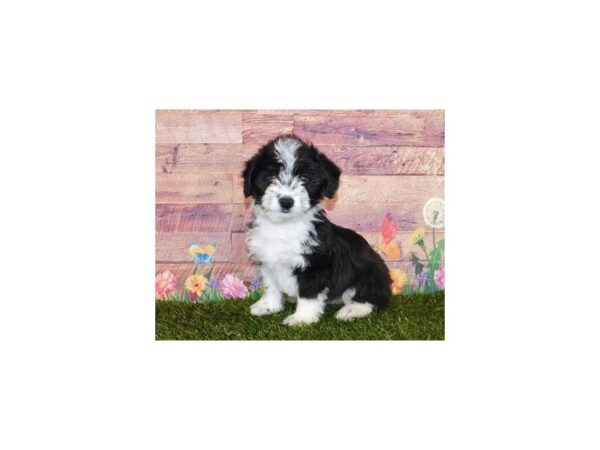 Corgi Poo DOG Male Black / White 20059 Petland Batavia, Illinois