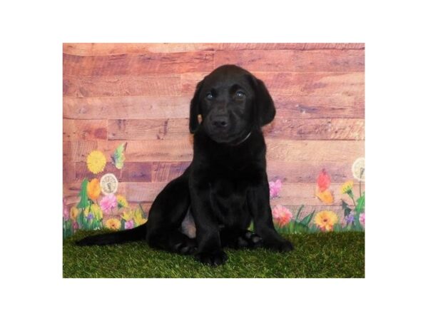 Labrador Retriever DOG Male Black 11956 Petland Batavia, Illinois