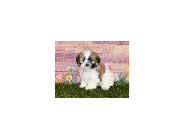 Teddy Bear DOG Female Gold / White 20056 Petland Batavia, Illinois