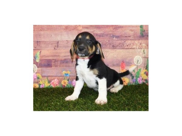 Beagle/Labrador Retriever DOG Male Black Tan / White 20058 Petland Batavia, Illinois