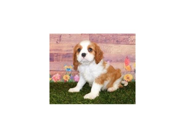 Cavalier King Charles Spaniel DOG Male Blenheim 20049 Petland Batavia, Illinois