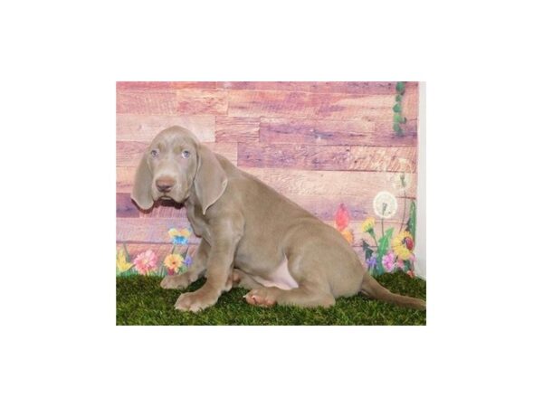 Weimaraner DOG Male Silver 20055 Petland Batavia, Illinois