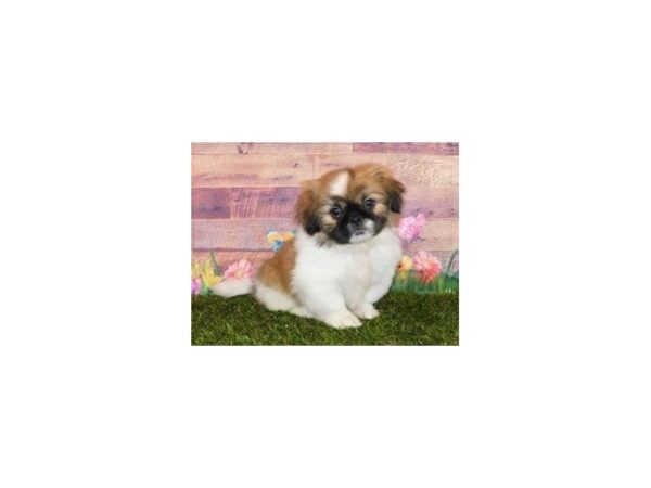 Pekingese-DOG-Female-Sable / White-20053-Petland Batavia, Illinois